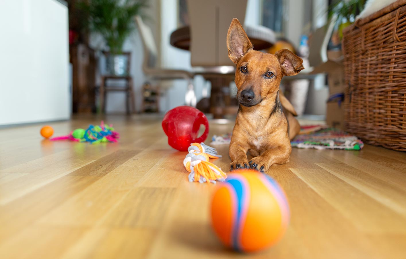 Laminatboden in einem Haustier-haushalt, kratzfest und pflegeleicht, ideal für Hundebesitzer.